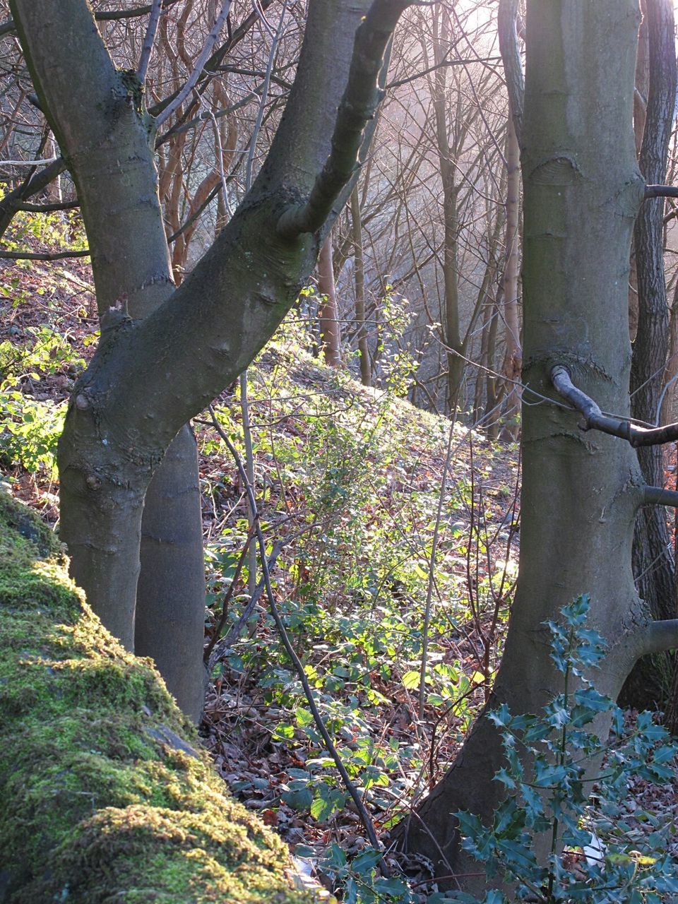 LOW SECTION OF PERSON ON TREE TRUNK