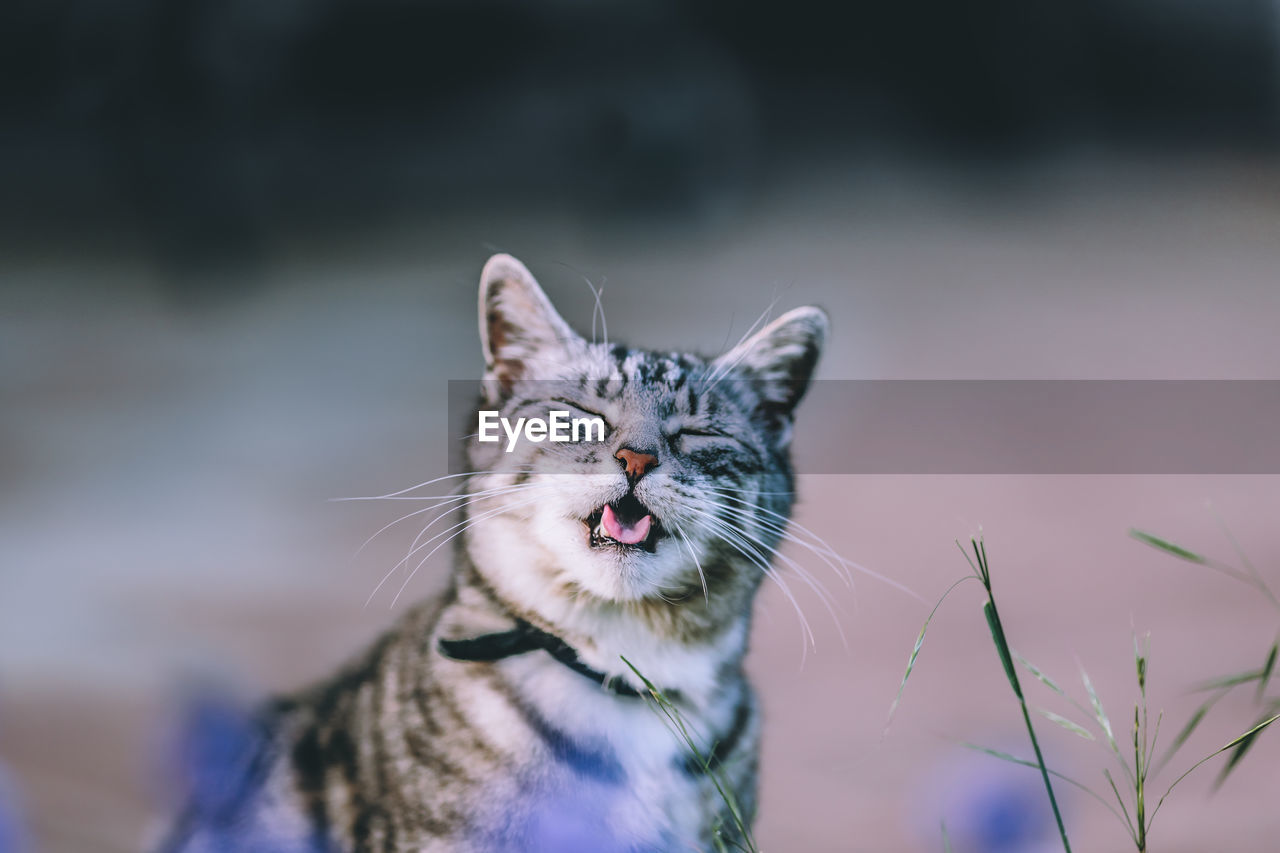 Close-up of cat with eyes closed in field