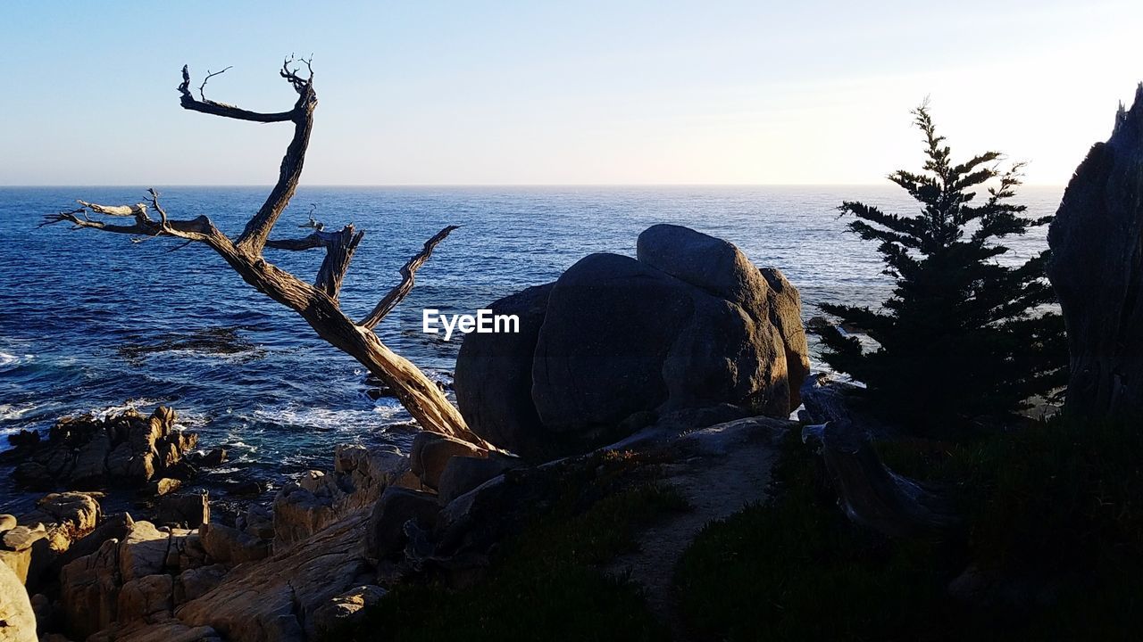 TREE BY SEA AGAINST CLEAR SKY