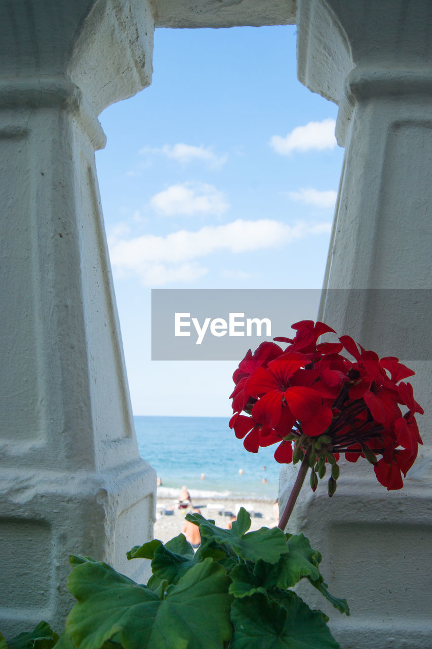 CLOSE-UP OF RED FLOWERING PLANT BY SEA