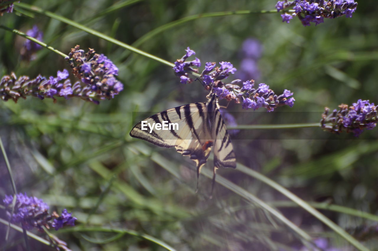 CLOSE-UP OF BUTTERFLY ON PURPLE FLOWER