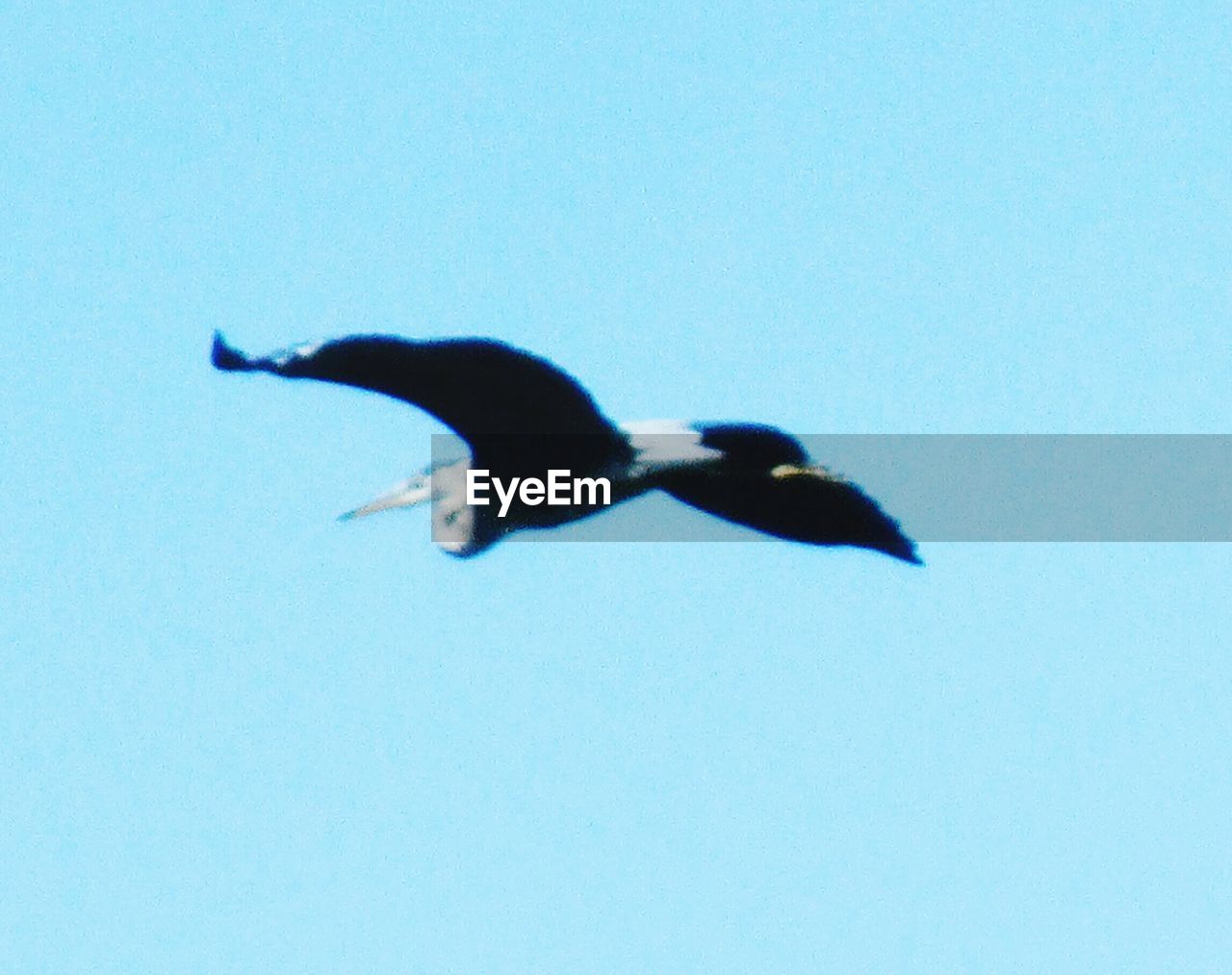 CLOSE-UP OF BIRD FLYING AGAINST CLEAR BLUE SKY