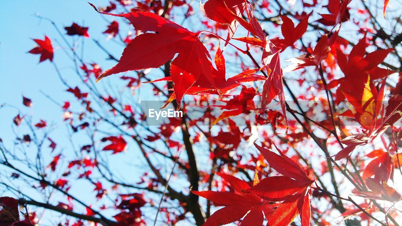 Low angle view of orange leaves on tree