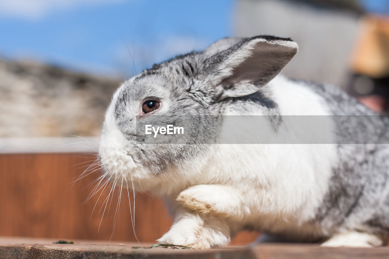 Portrait of an adorable dutch rabbit bunny with paw up