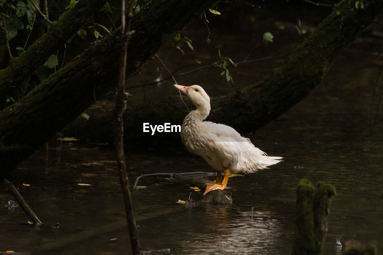 Bird perching on a tree, common goose under the rain