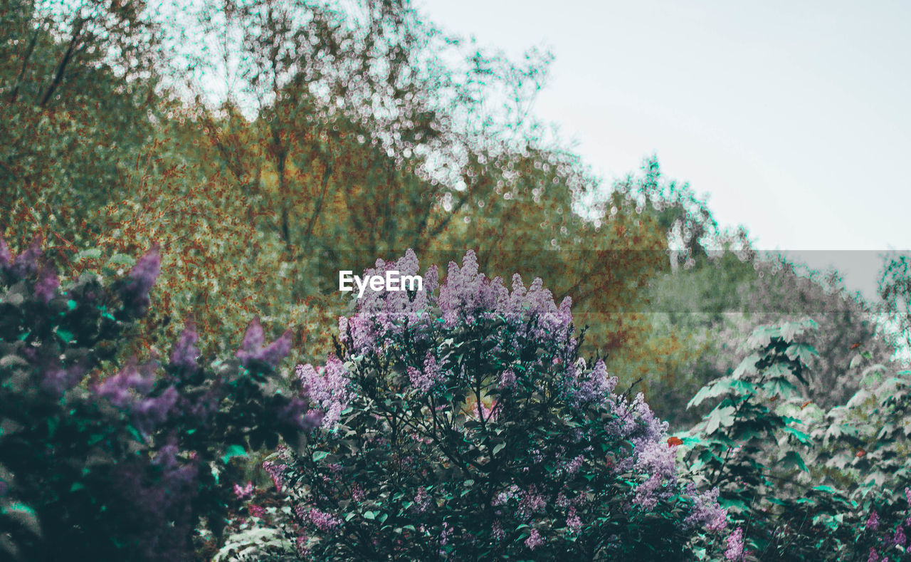 CLOSE-UP OF PURPLE FLOWERING PLANTS AGAINST TREES