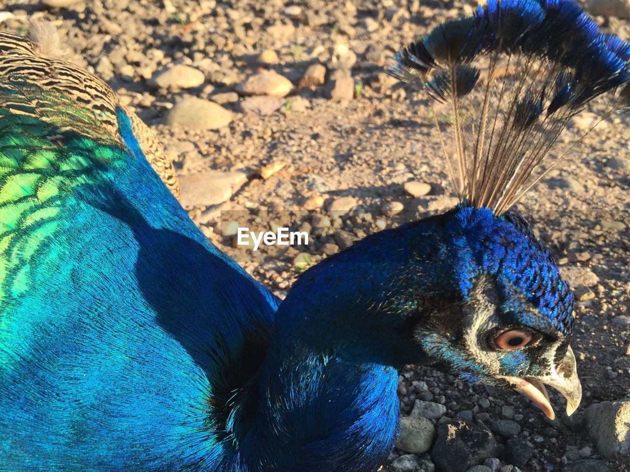 CLOSE-UP OF A PEACOCK