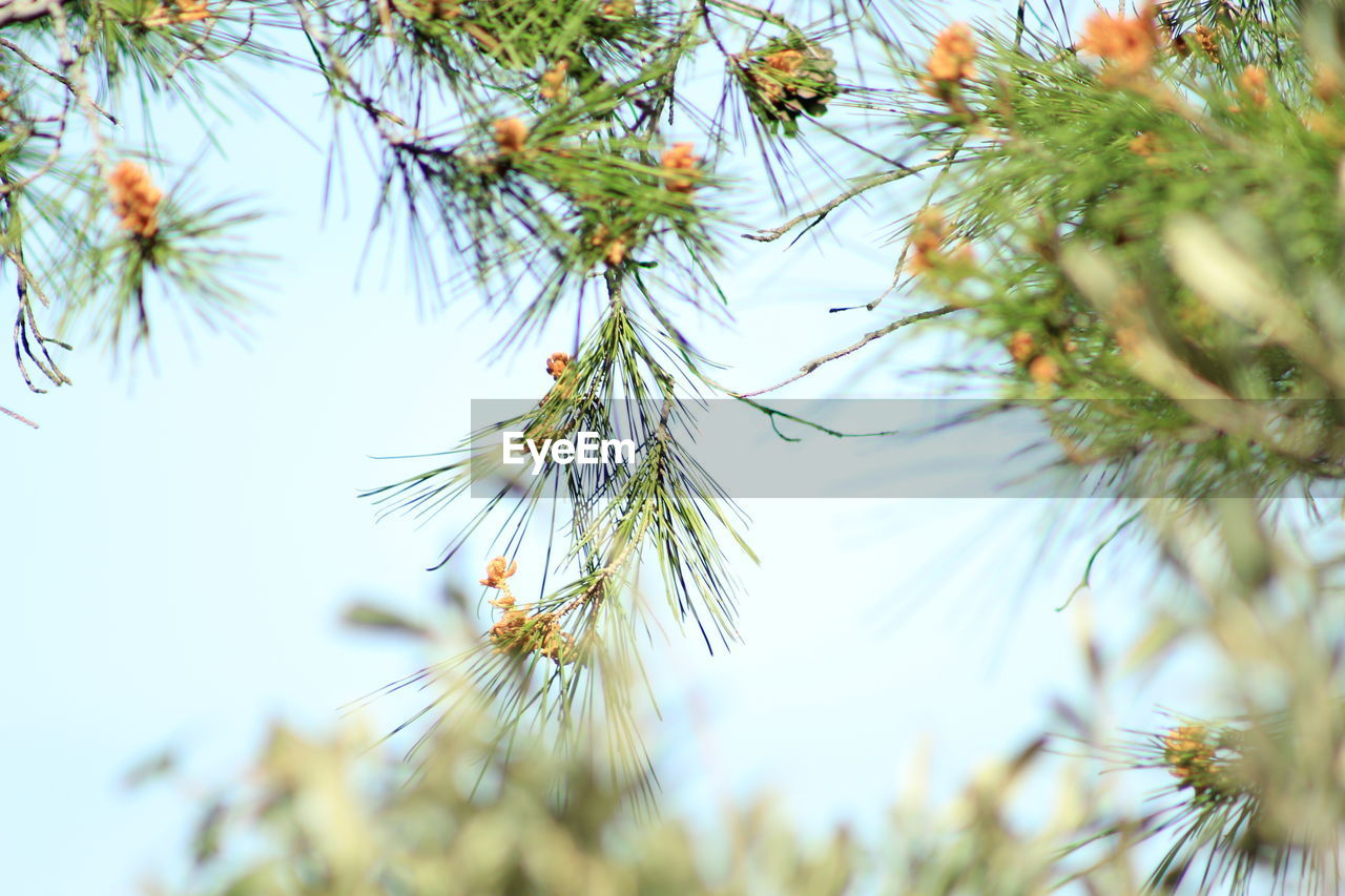 LOW ANGLE VIEW OF PINE TREE