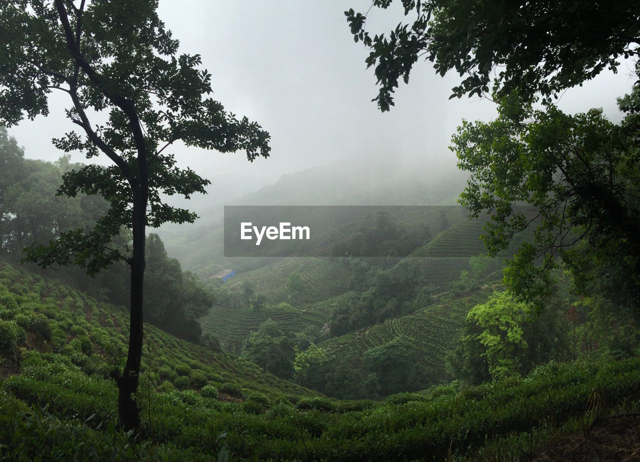 LOW ANGLE VIEW OF TREE MOUNTAIN AGAINST SKY