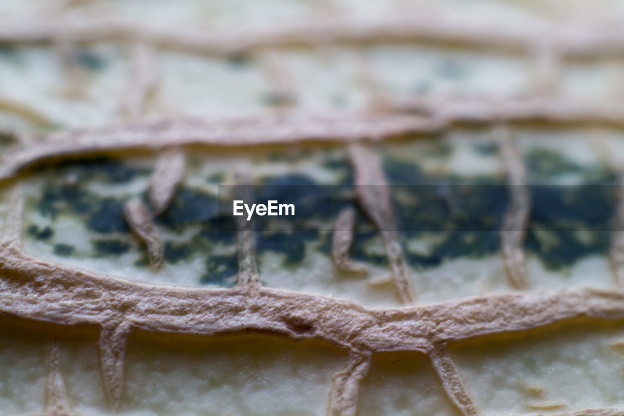 CLOSE-UP OF FROZEN WATER