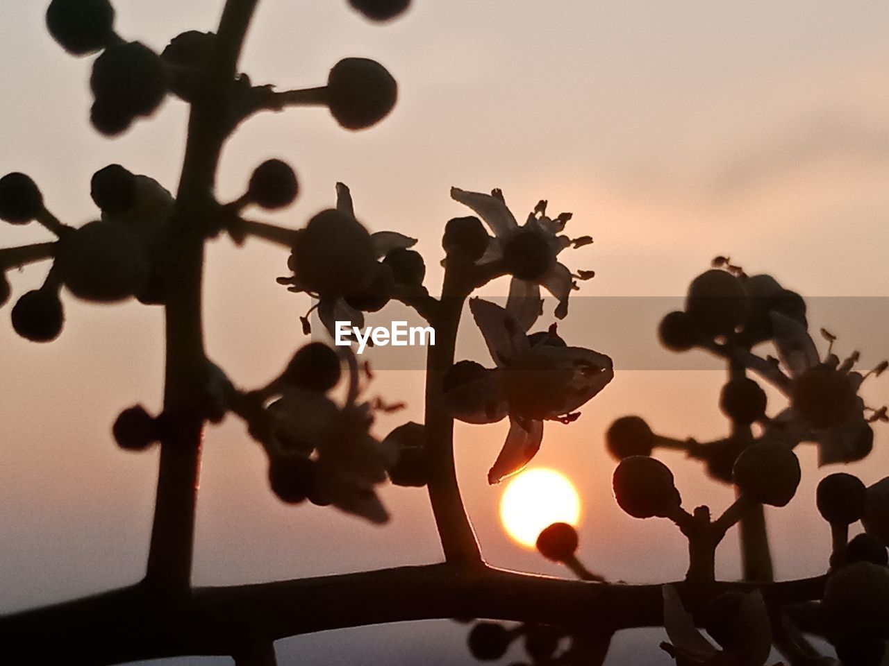 CLOSE-UP OF SILHOUETTE FLOWERING PLANT AGAINST SKY DURING SUNSET