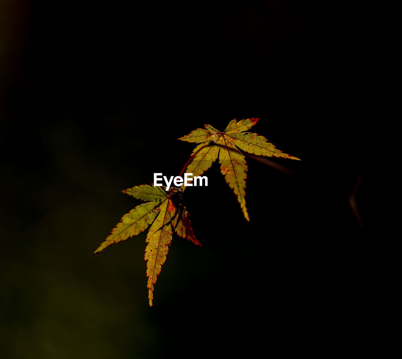 leaf, plant part, yellow, maple leaf, tree, nature, autumn, branch, sunlight, black background, no people, plant, maple, close-up, beauty in nature, macro photography, copy space, outdoors, darkness, studio shot, fragility, dark, flower