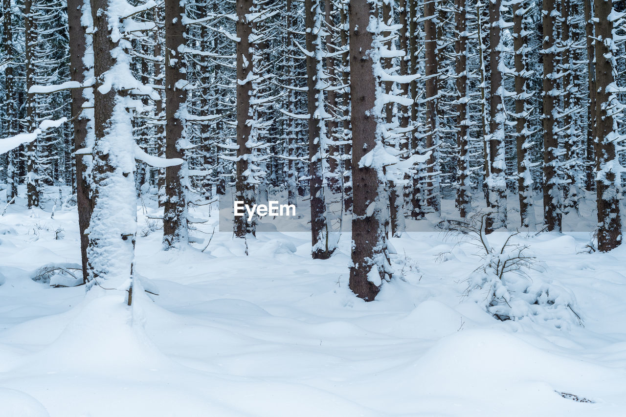 Trees on snow covered field