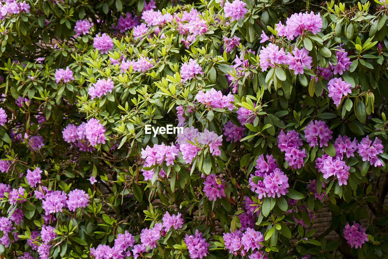 Full frame shot of pink rhododendron