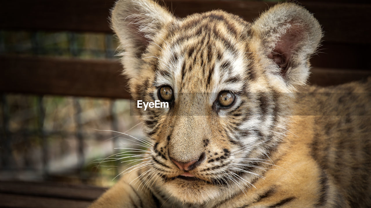 Close-up tiger cub