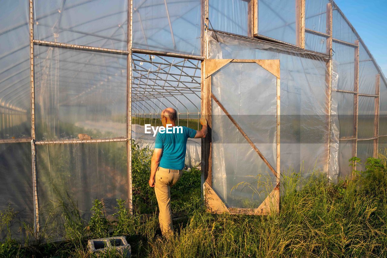 Farmer in greenhouse door inspects interior rows of organic vegetables