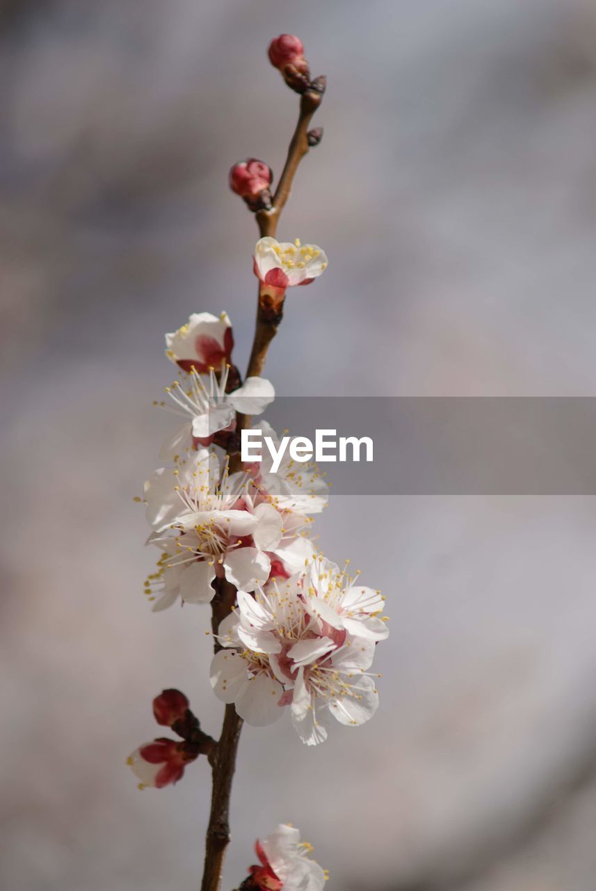 CLOSE-UP OF CHERRY BLOSSOM ON BRANCH