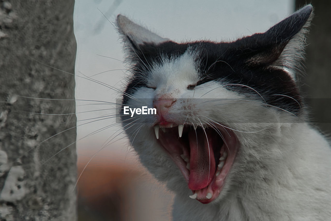 animal themes, animal, mammal, one animal, yawning, cat, pet, domestic cat, domestic animals, feline, mouth open, nose, animal body part, whiskers, white, facial expression, close-up, black, animal mouth, no people, felidae, small to medium-sized cats, eyes closed, animal head, focus on foreground, tired, sticking out tongue, animal teeth, carnivore