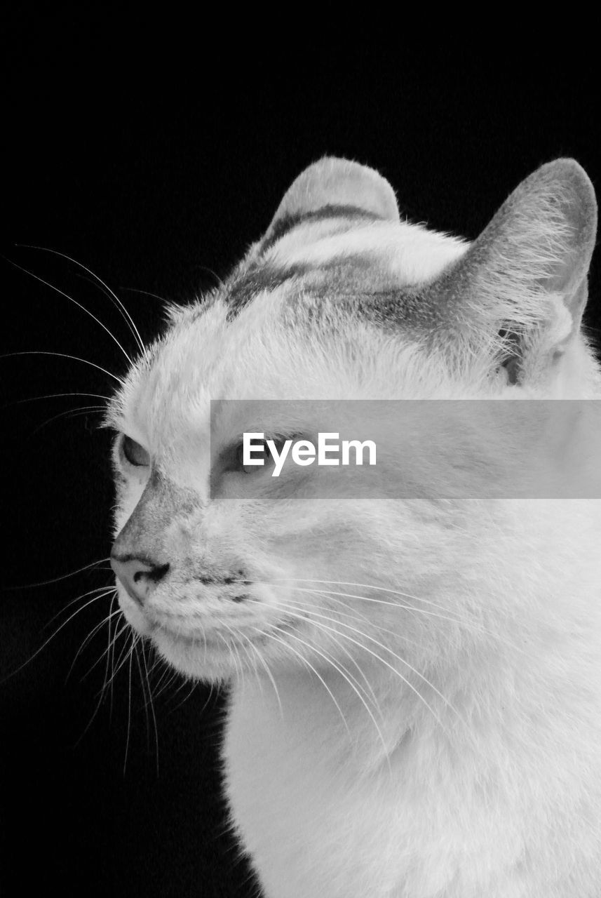 animal themes, animal, cat, pet, mammal, one animal, white, domestic animals, black and white, feline, domestic cat, whiskers, monochrome, black background, animal body part, nose, felidae, monochrome photography, small to medium-sized cats, close-up, black, looking, animal head, studio shot, no people, carnivore, looking away, indoors, animal hair