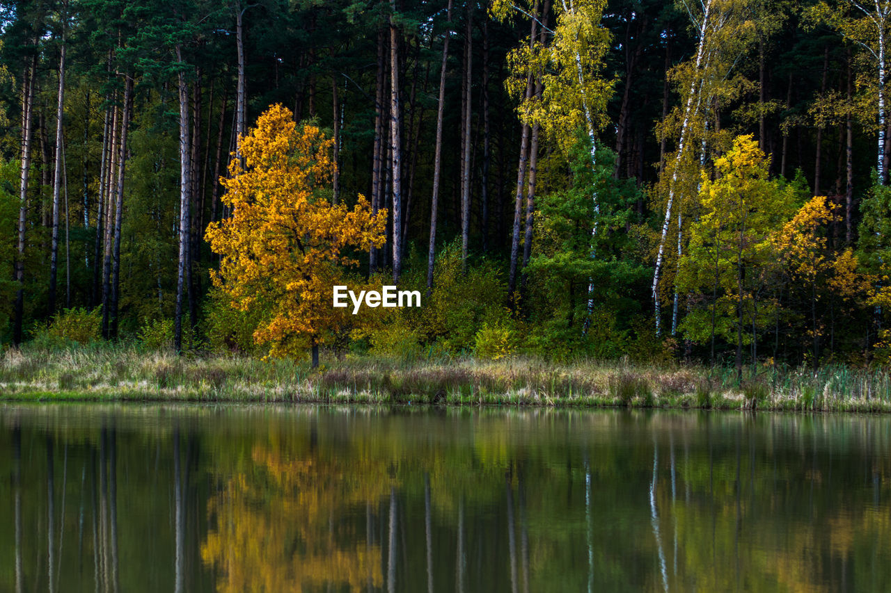 Scenic view of lake in forest