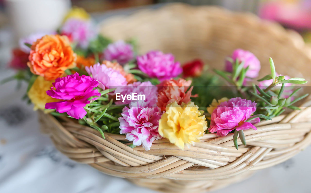 CLOSE-UP OF PINK FLOWERS ON TABLE