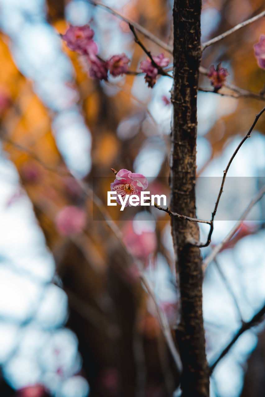 Close-up of cherry flower on tree