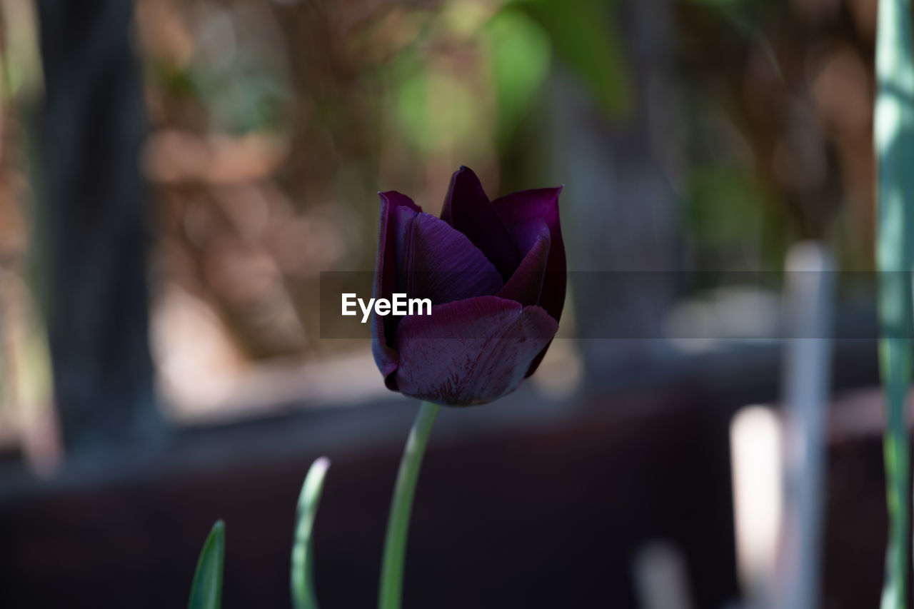 CLOSE-UP OF PURPLE FLOWER