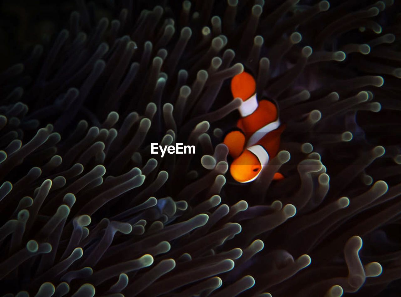 Close-up of fish swimming in sea