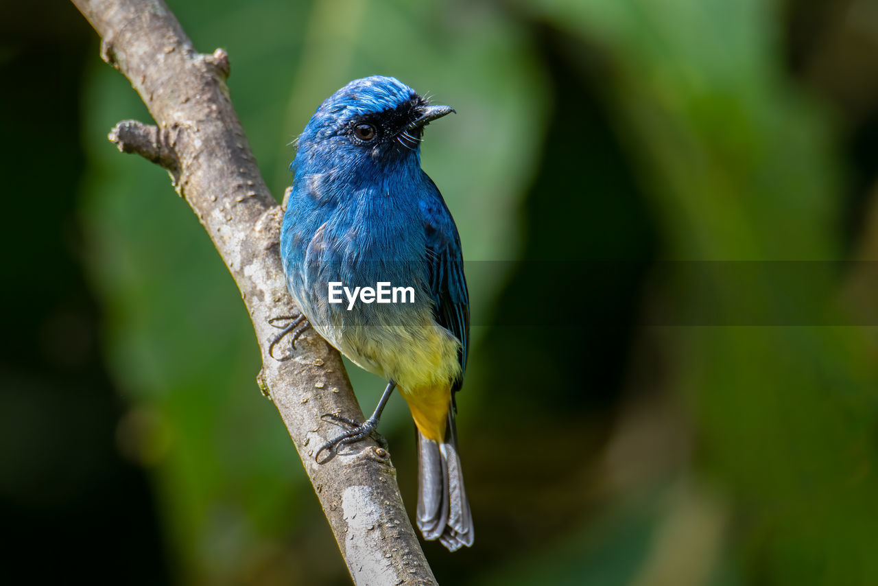 CLOSE-UP OF A BIRD PERCHING ON A BRANCH