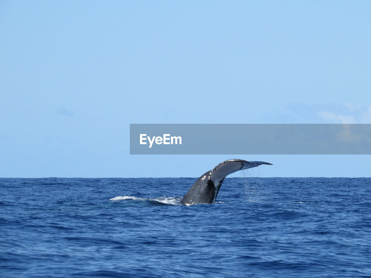 Whale in calm blue sea