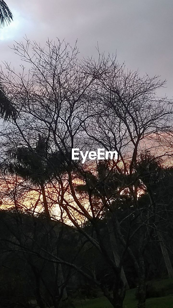 LOW ANGLE VIEW OF BARE TREE AGAINST THE SKY