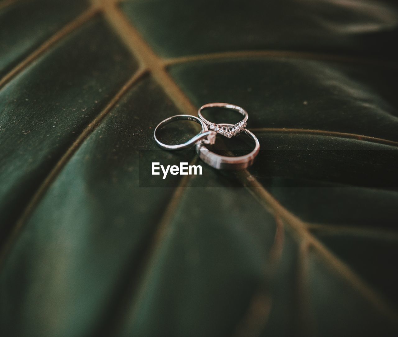 Close-up of wedding rings on leaf