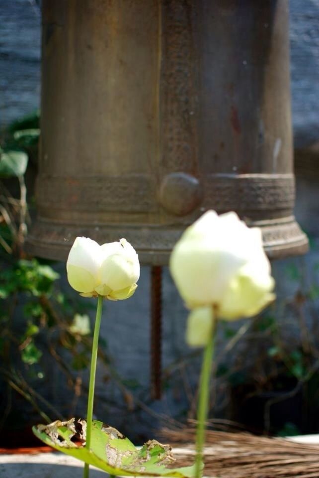 CLOSE-UP OF YELLOW FLOWERS BLOOMING