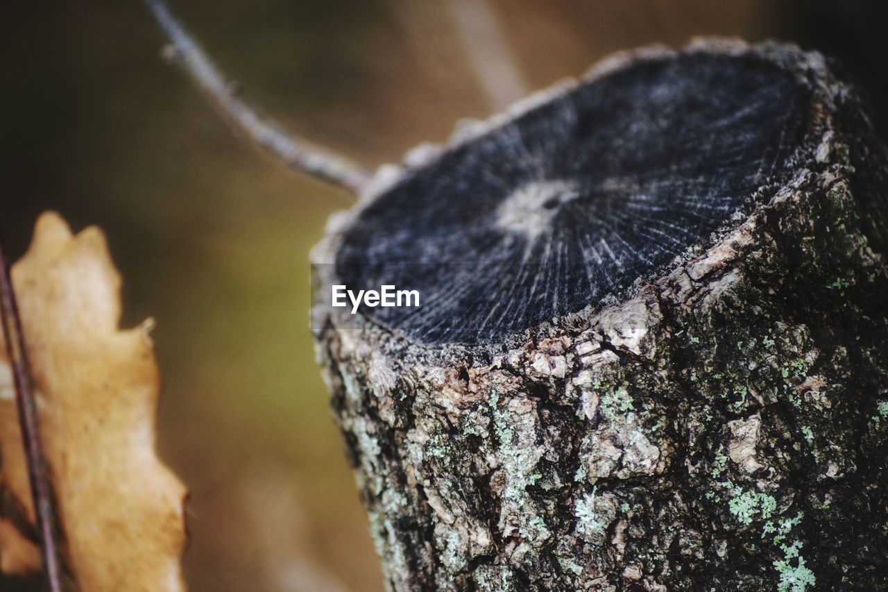 leaf, nature, close-up, macro photography, tree, wood, no people, focus on foreground, plant, bark, tree trunk, tree stump, soil, branch, trunk, outdoors, forest, textured, day, log, timber, animal, animal themes, selective focus