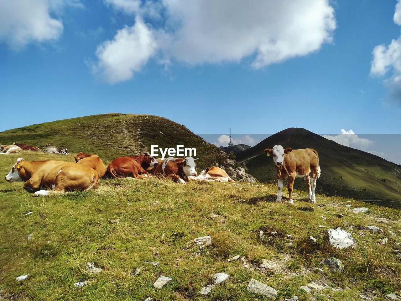 COWS GRAZING ON FIELD