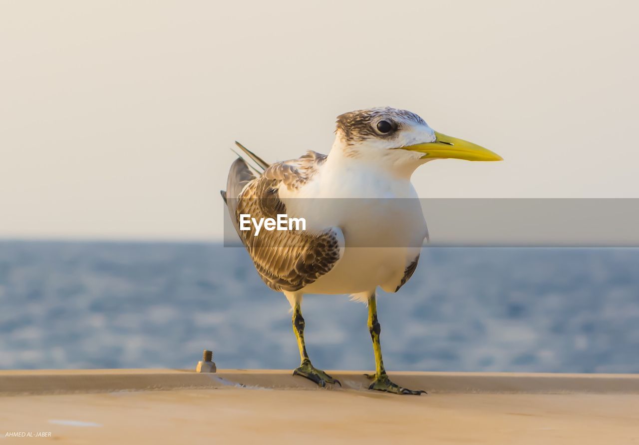 Seagull on railing against clear sky