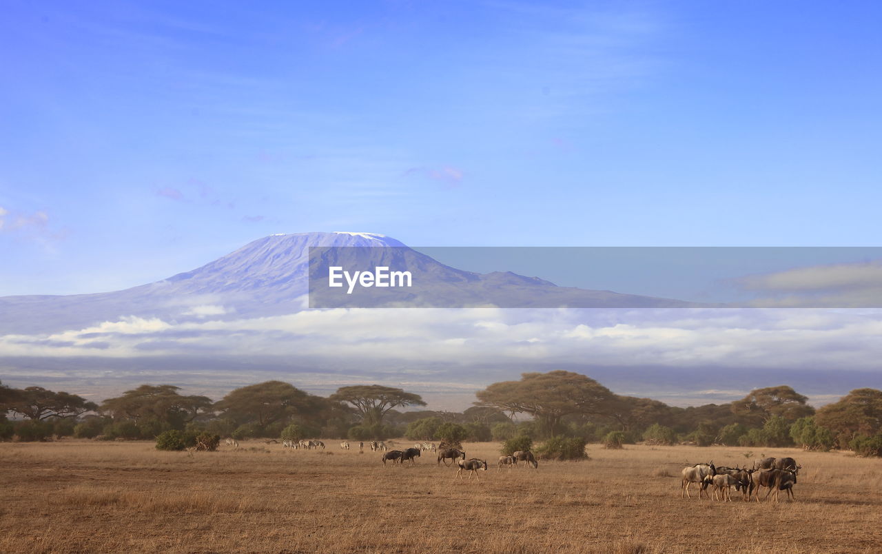 VIEW OF SHEEP ON LAND