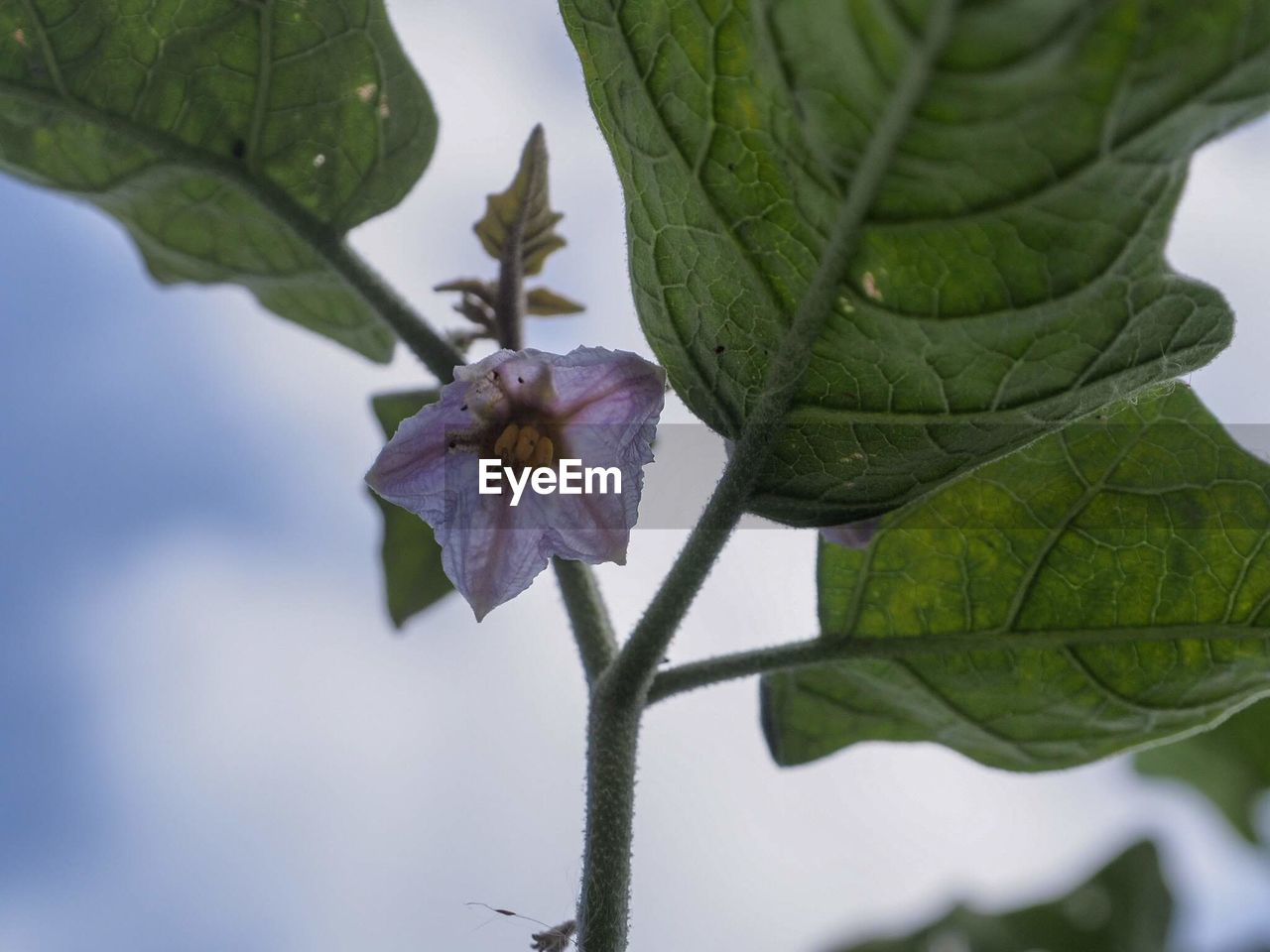 CLOSE-UP OF FLOWERING PLANT AGAINST PURPLE WALL