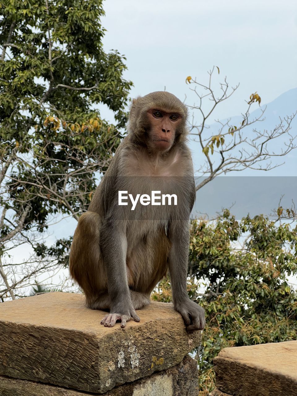 animal themes, animal, tree, one animal, mammal, animal wildlife, plant, primate, monkey, wildlife, low angle view, nature, no people, branch, sky, day, macaque, outdoors, ape, animal body part