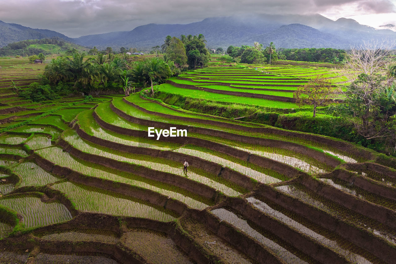 Scenic view of field against sky in rice fields indonesia