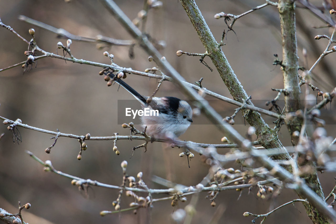 BIRD PERCHING ON TREE