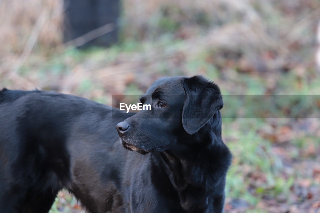 Close-up of dog on field