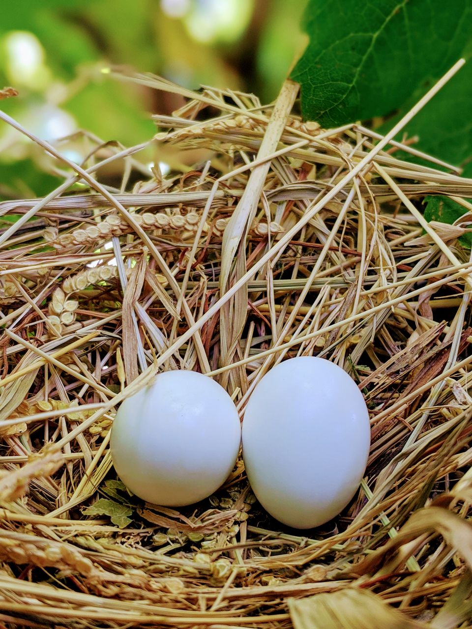 High angle view of mourning dove eggs in a nest.