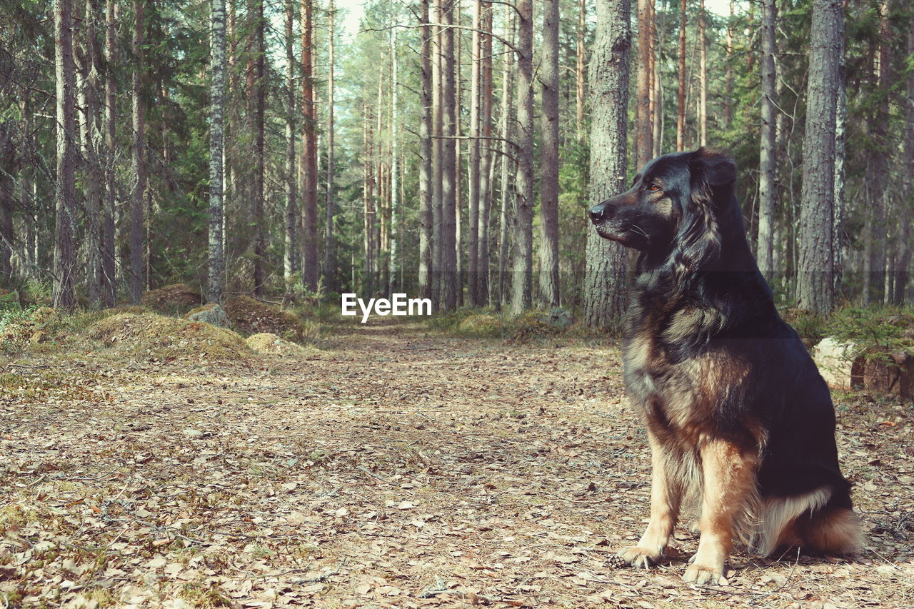 Dog looking away at forest