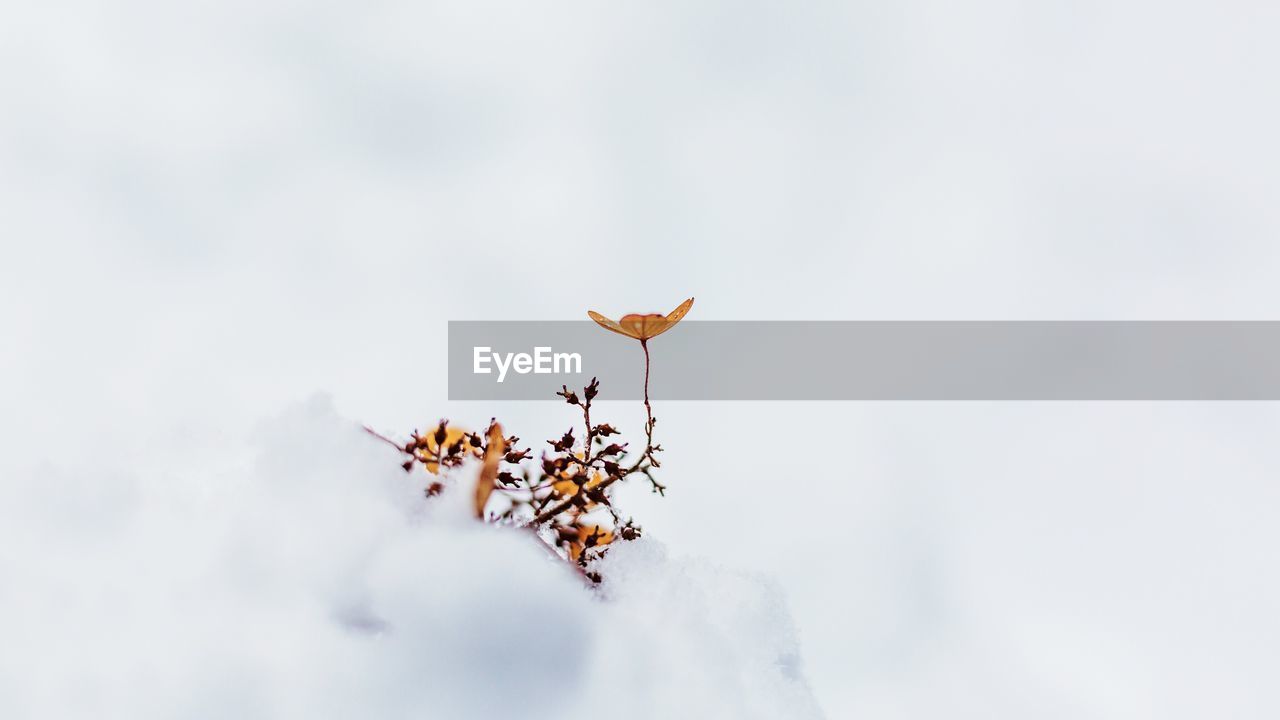 CLOSE-UP OF DEAD TREE AGAINST SKY