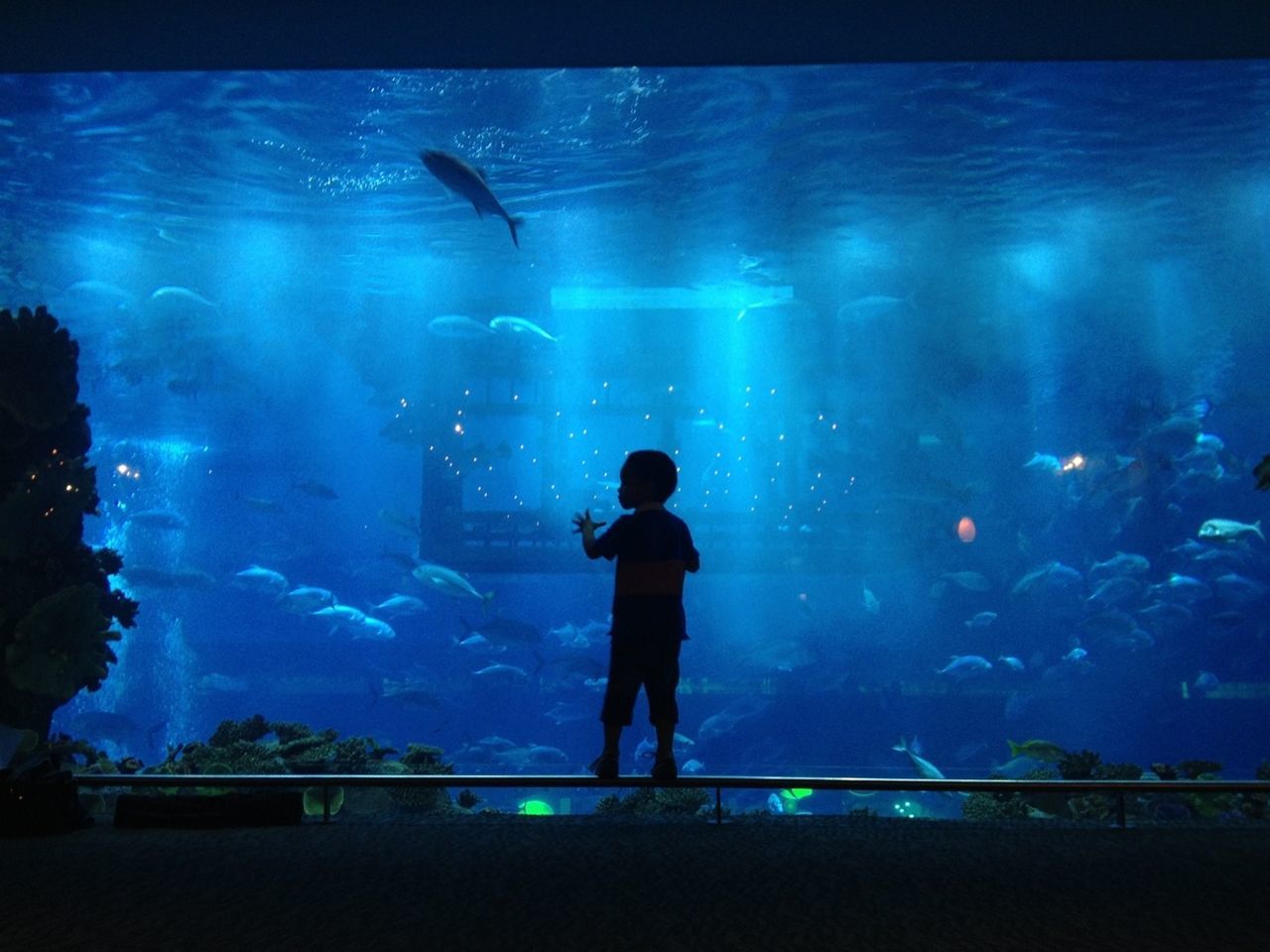 Boy watching fish in aquarium