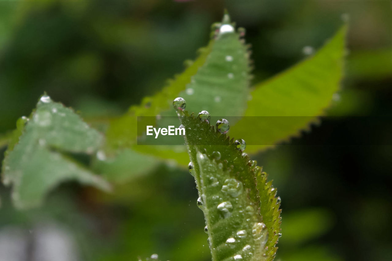 Close-up of water drops on plant leaves