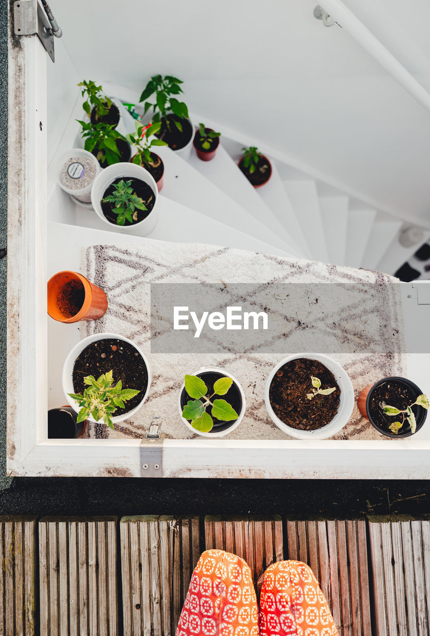 DIRECTLY ABOVE SHOT OF POTTED PLANT ON TABLE