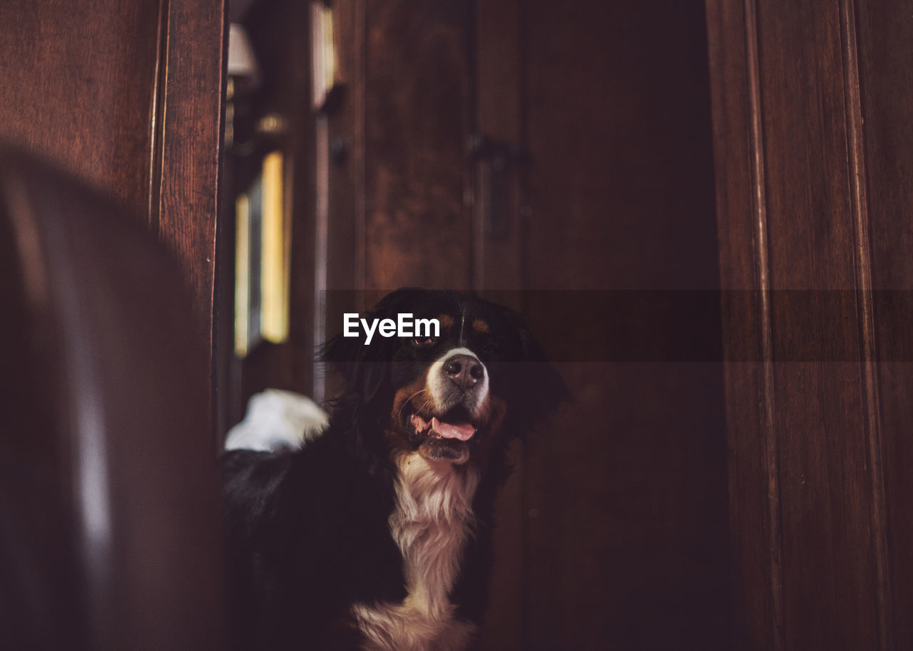 Portrait of bernese mountain dog looking away at home