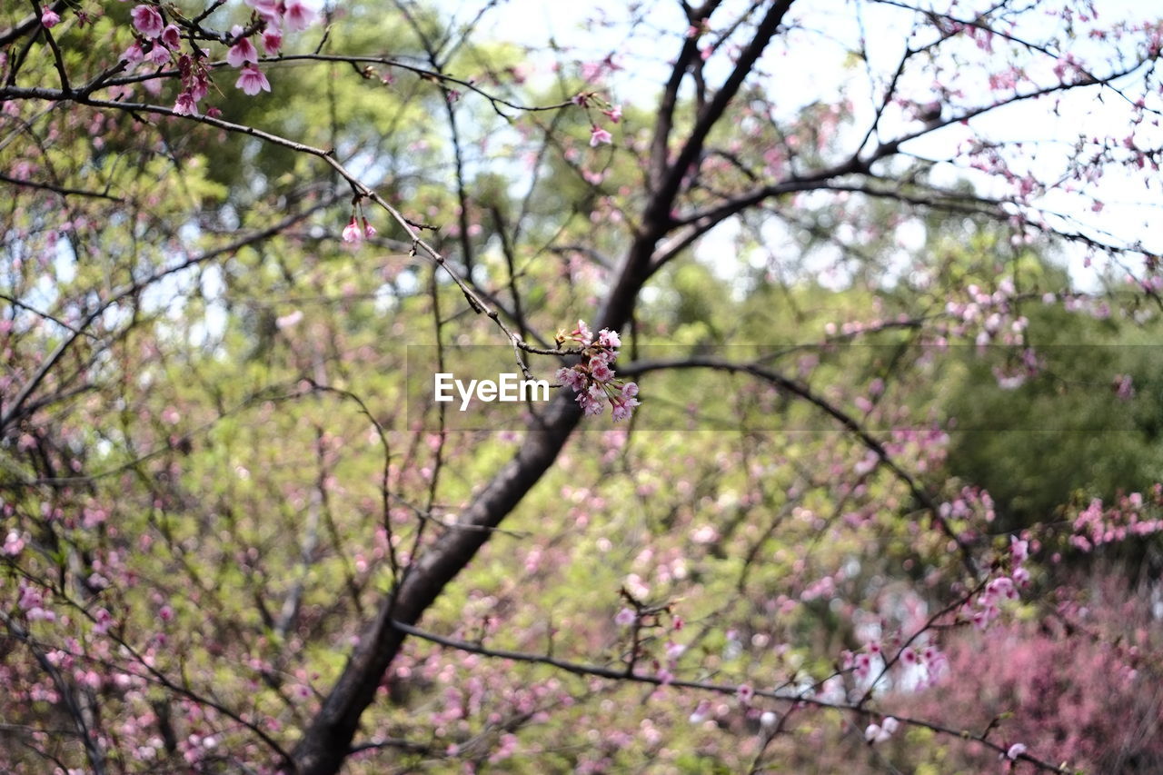 Low angle view of pink flower tree against sky
